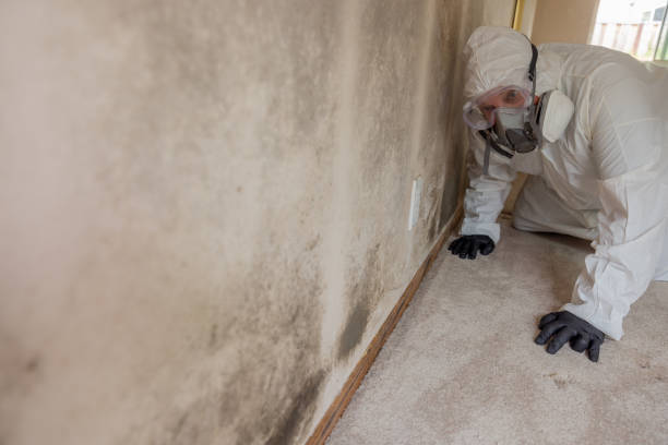 Professional Mold Inspection in Gordon, NE