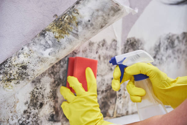 Why You Should Choose Our Mold Remediation Services in Gordon, NE